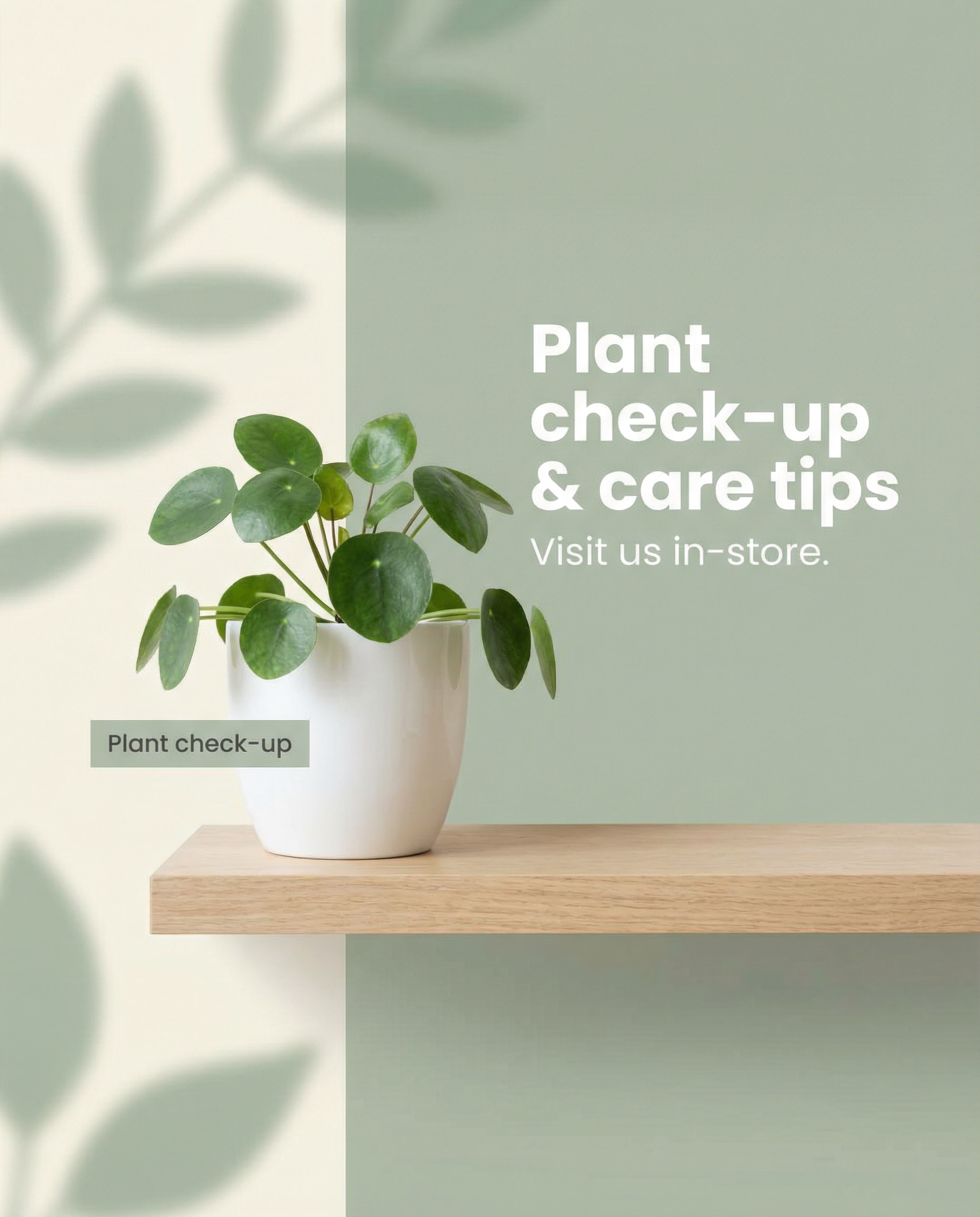 The secret to a healthy plant? Good drainage and the right light!